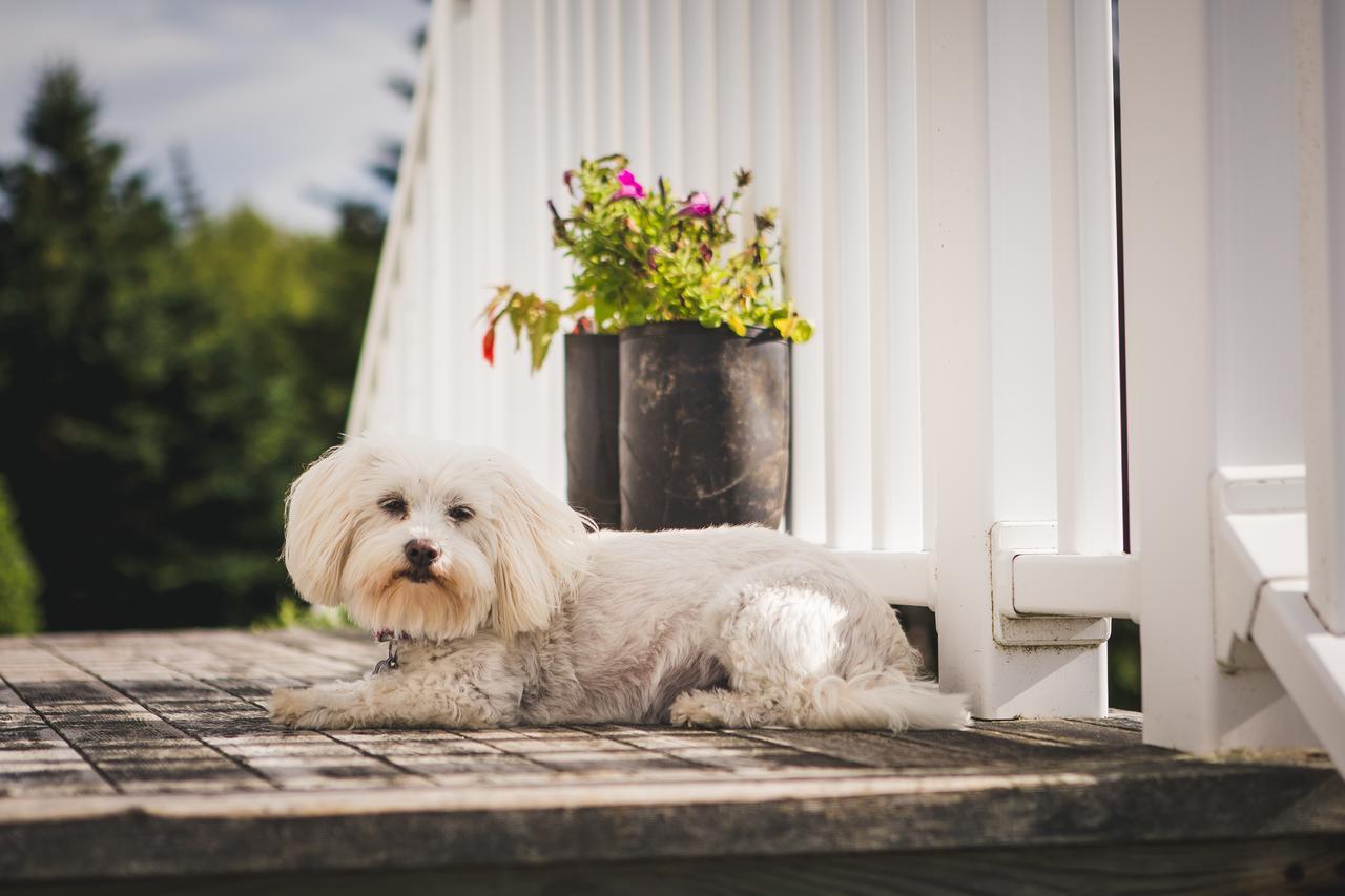 Abbie'S Garden Bed & Breakfast Bed & Breakfast Grand Bank Dış mekan fotoğraf